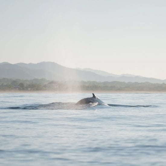 ballenas amanecer