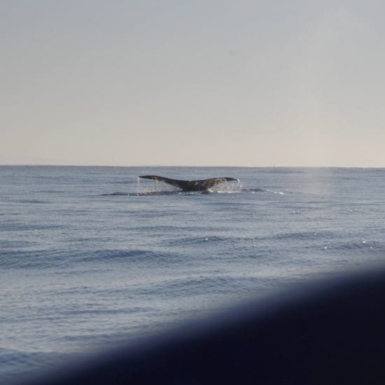 cola de ballena