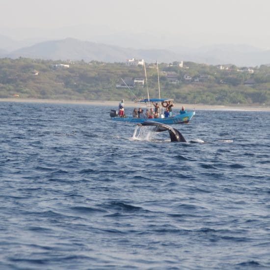 lancha con ballena