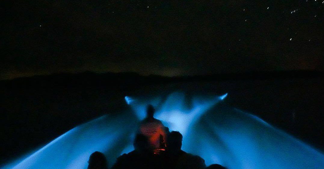 bioluminescence puerto escondido tours