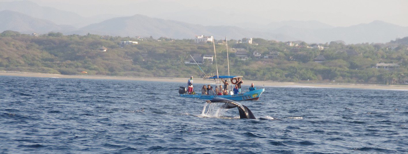 Whale tail Puerto Escondido