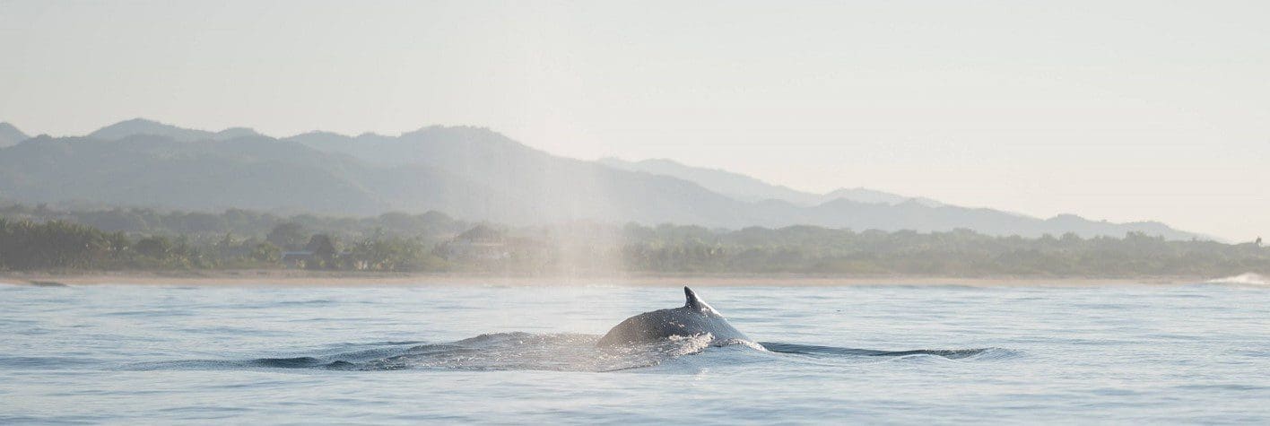 Whale back Puerto Escondido