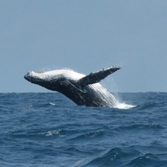 Whale jumping Puerto Escondido