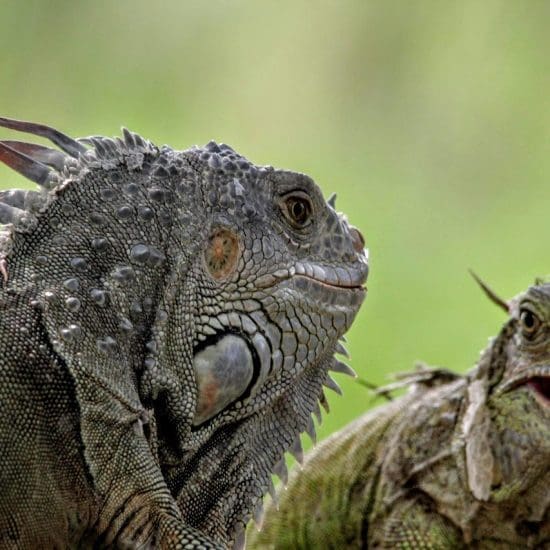 Old iguanas