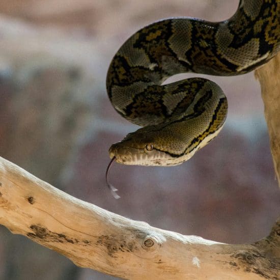 small boa