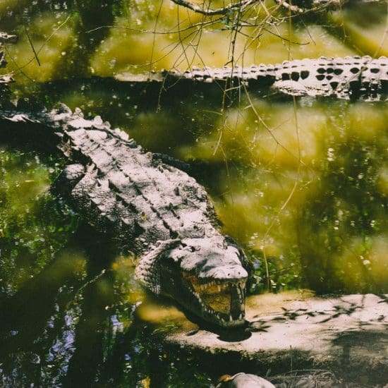 Crocodiles in the lagoon