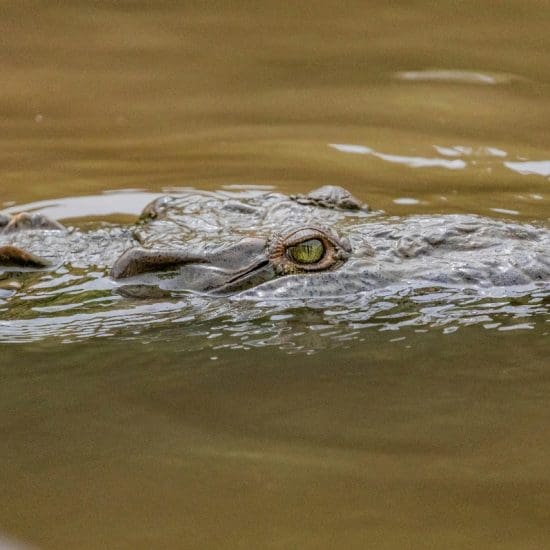 crocodile head
