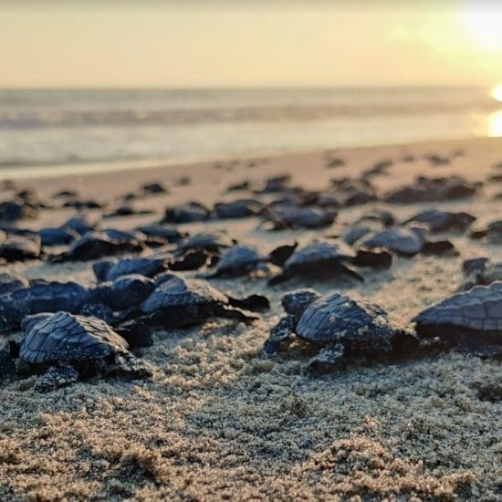 baby turtle release Puerto Escondido