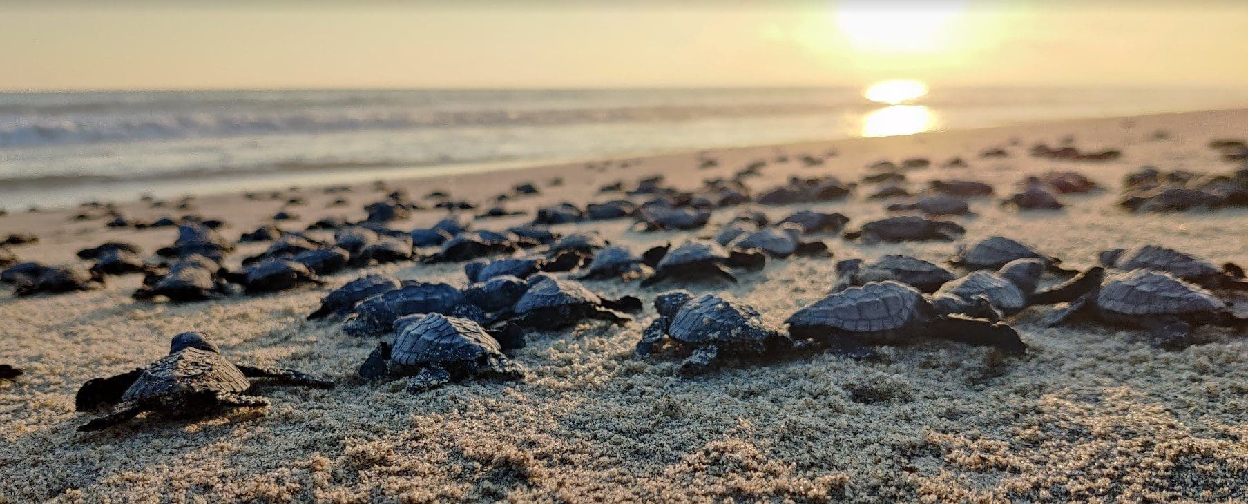 baby turtle release Puerto Escondido