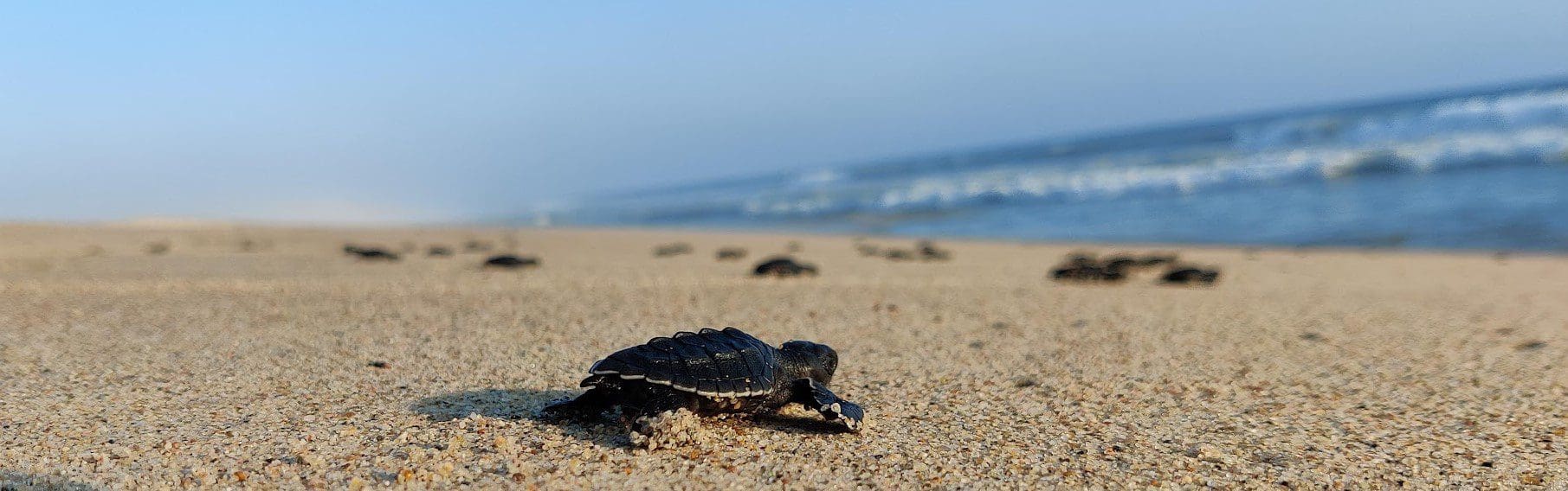 Baby turtle on the beach