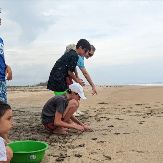 People releasing turtles on the beach