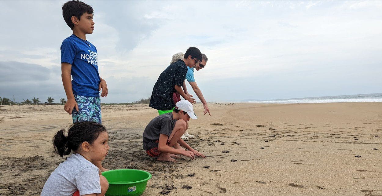 People releasing turtles on the beach