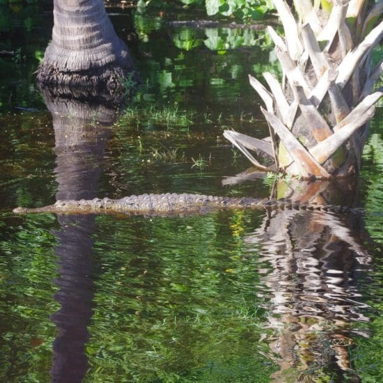 swimming crocodile