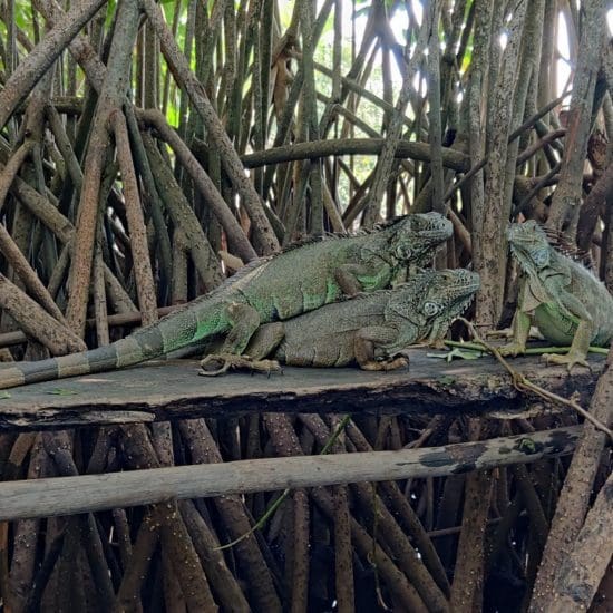 iguanas