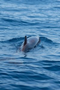 dolphin fin