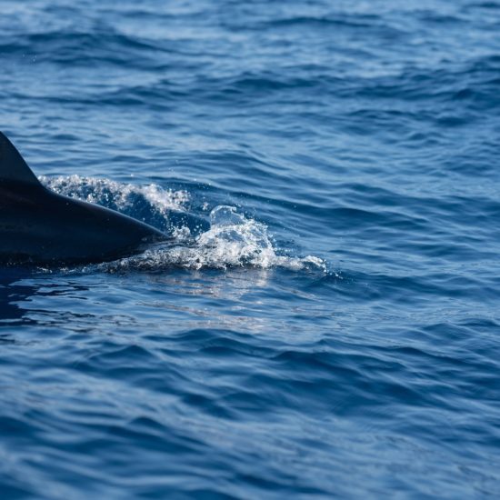 dolphin purto escondido