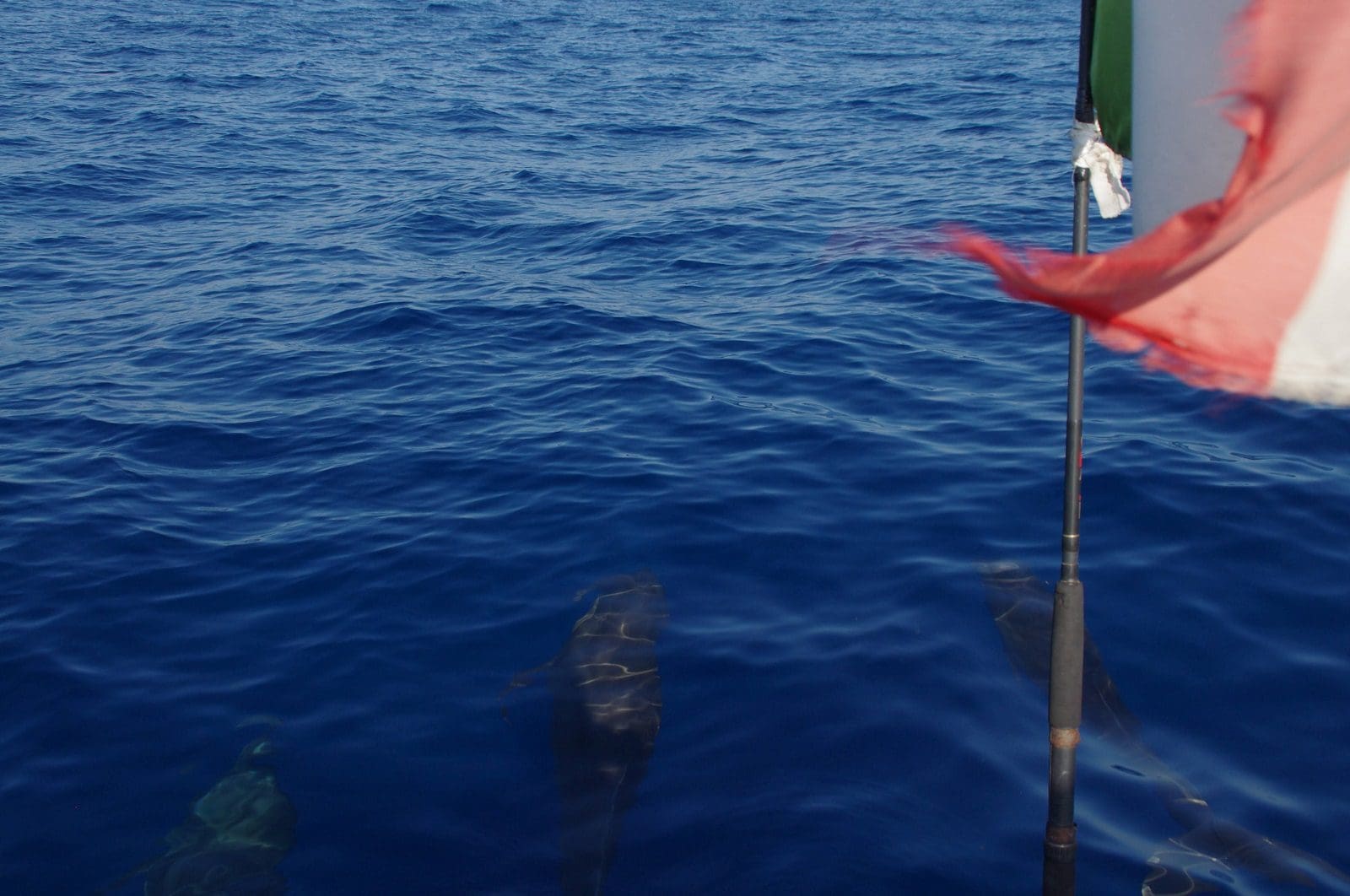 dolphins boat