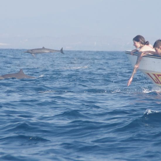 boat dolphins