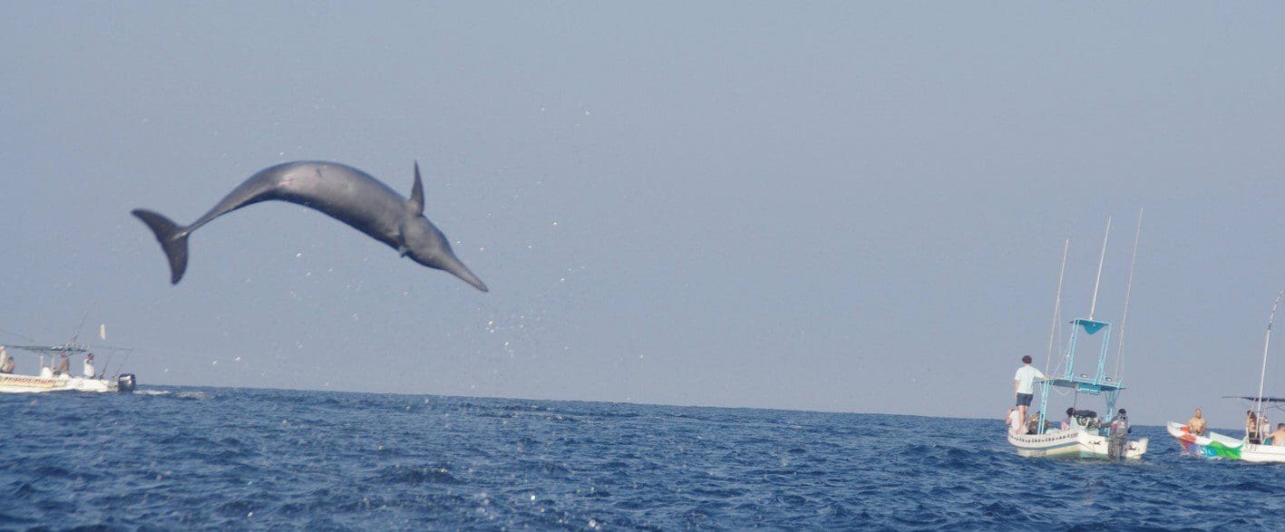 Jumping dolphin in Puerto Escondido