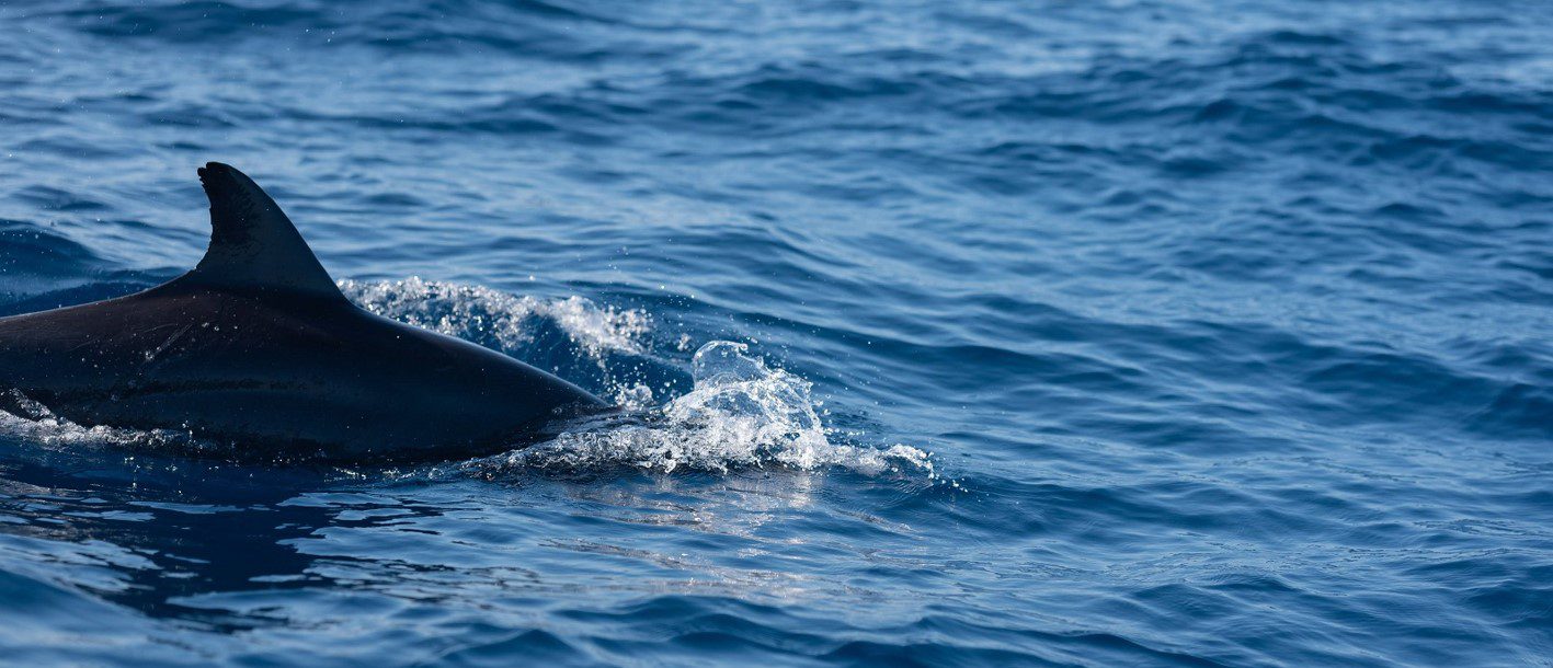 Dolphin fin in Puerto Escondido Ocean