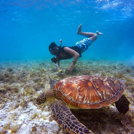 swimming with turtles