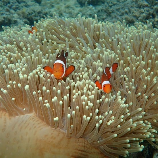 cute fishes