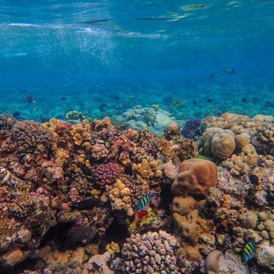 coral reef