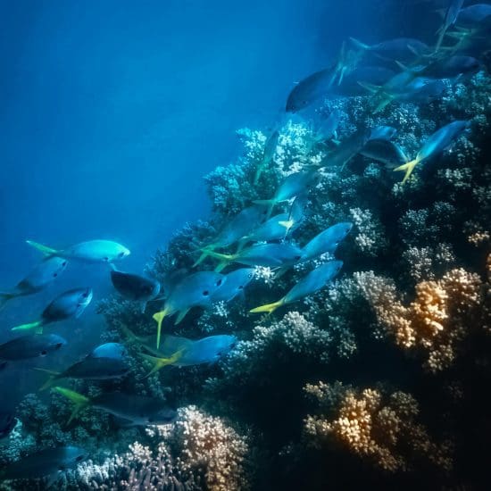fish ocean