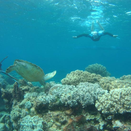 turtle snorkeling