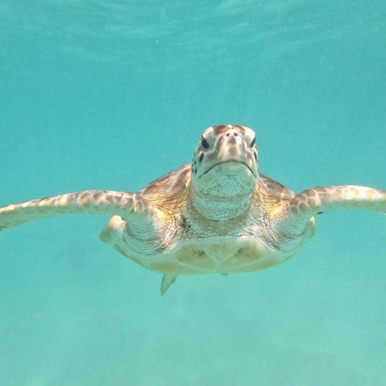 turtle face
