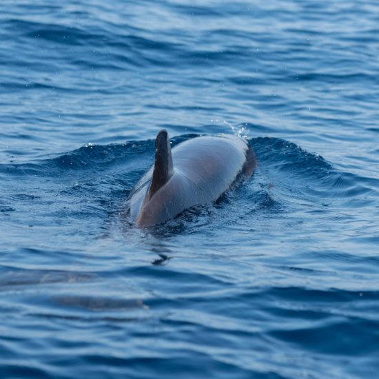 delfin espalda