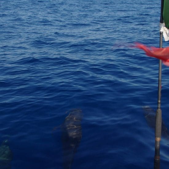 delfines puerto escondido