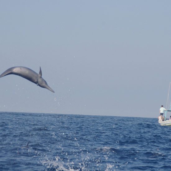 delfin saltando