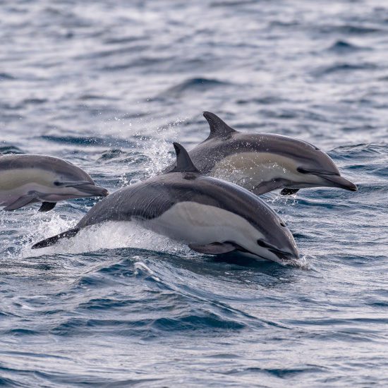 dolphins puerto escondido