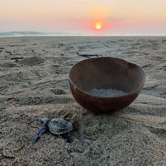 baby turtles puerto escondido