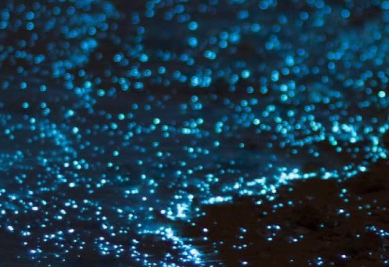 bioluminescence