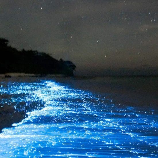 luminescent plankton