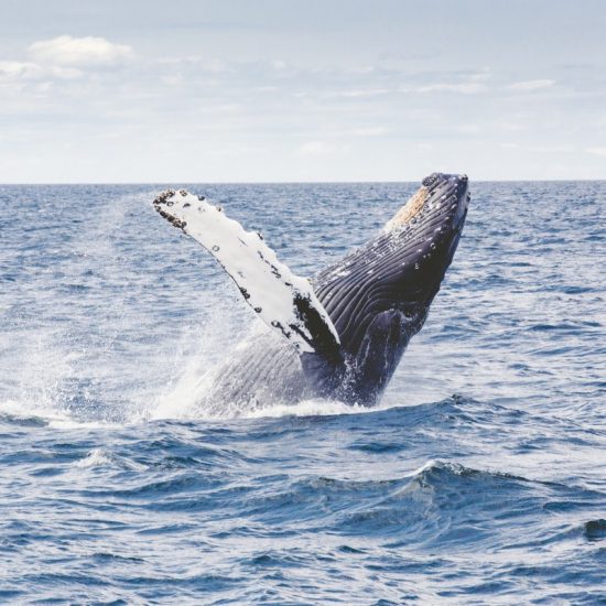 whale watching puerto escondido