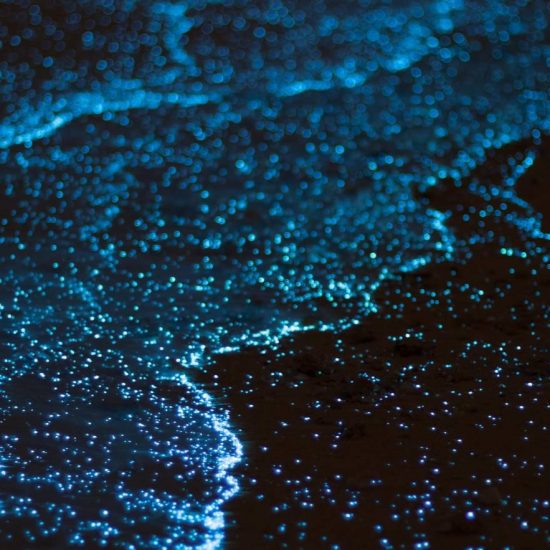 bioluminescencia puerto escondido