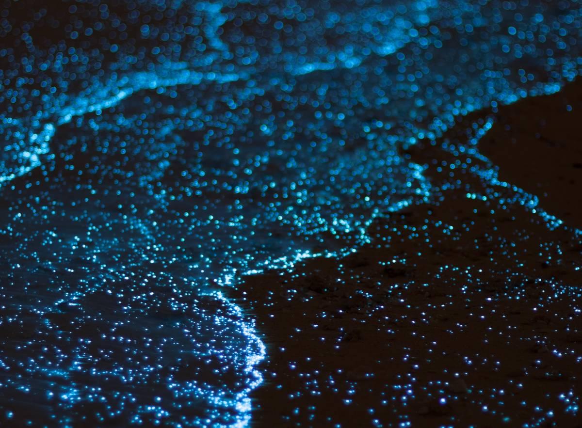 bioluminescencia puerto escondido