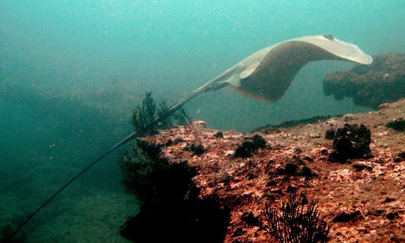 mobula raya buceo