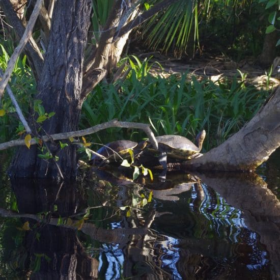 tortugas agua dulce