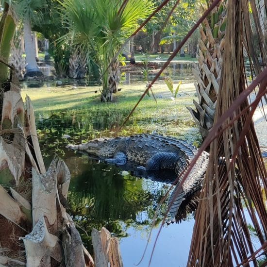 el rey de la laguna