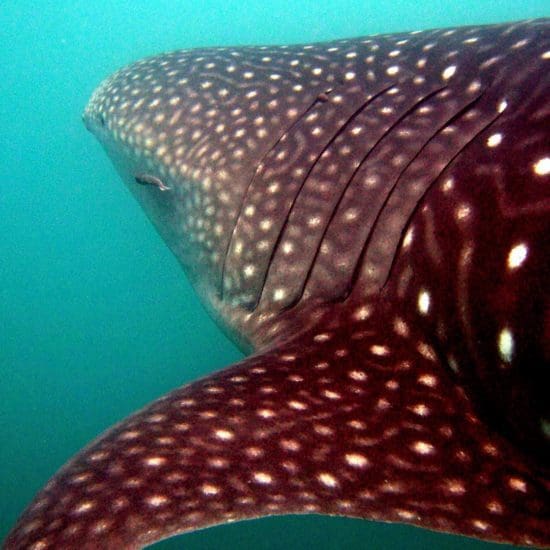 scubadiving puerto escondido