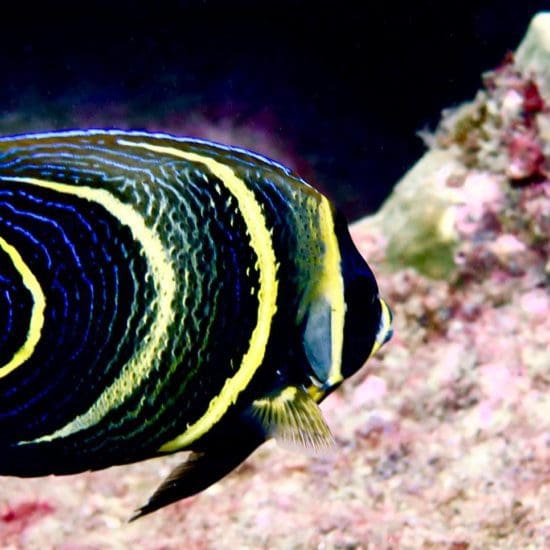 snorkeling puerto escondido