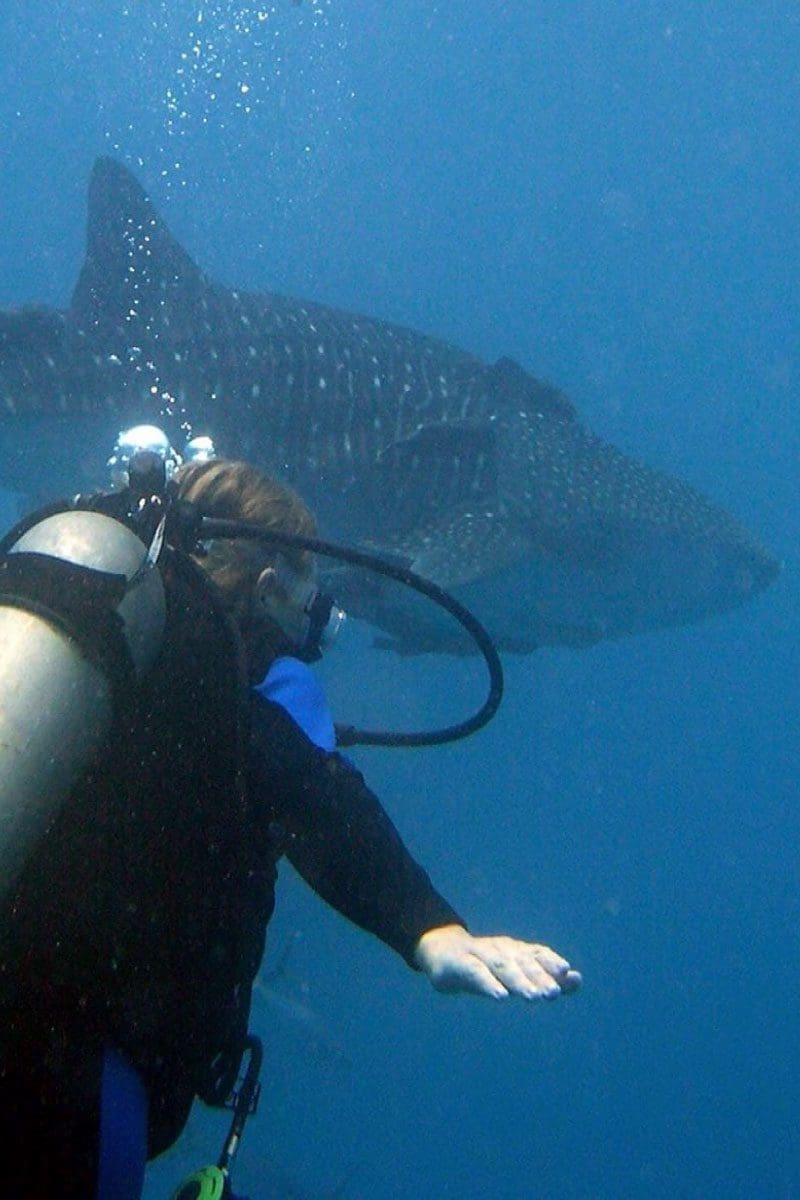 scubadiving puerto escondido