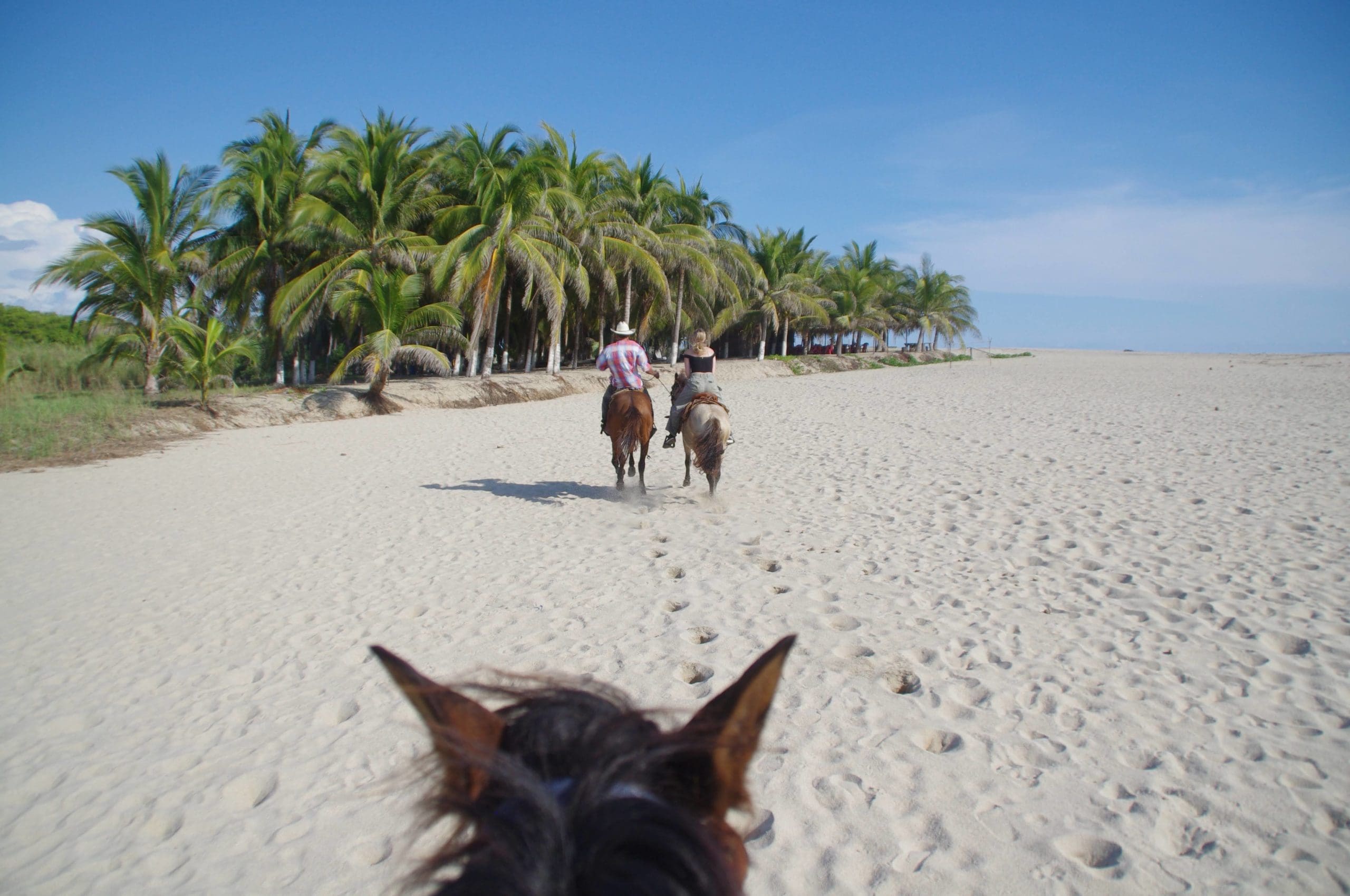 Background Cheval sur la plage