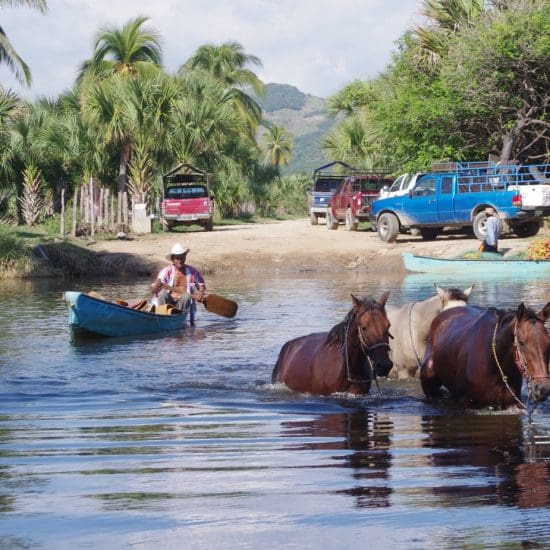 Chevaux nagent a Puerto Escondido