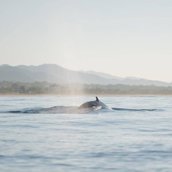 Dos de baleine a Puerto Escondido