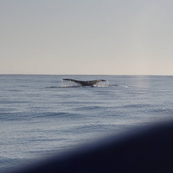 Queue de baleine a Puerto Escondido